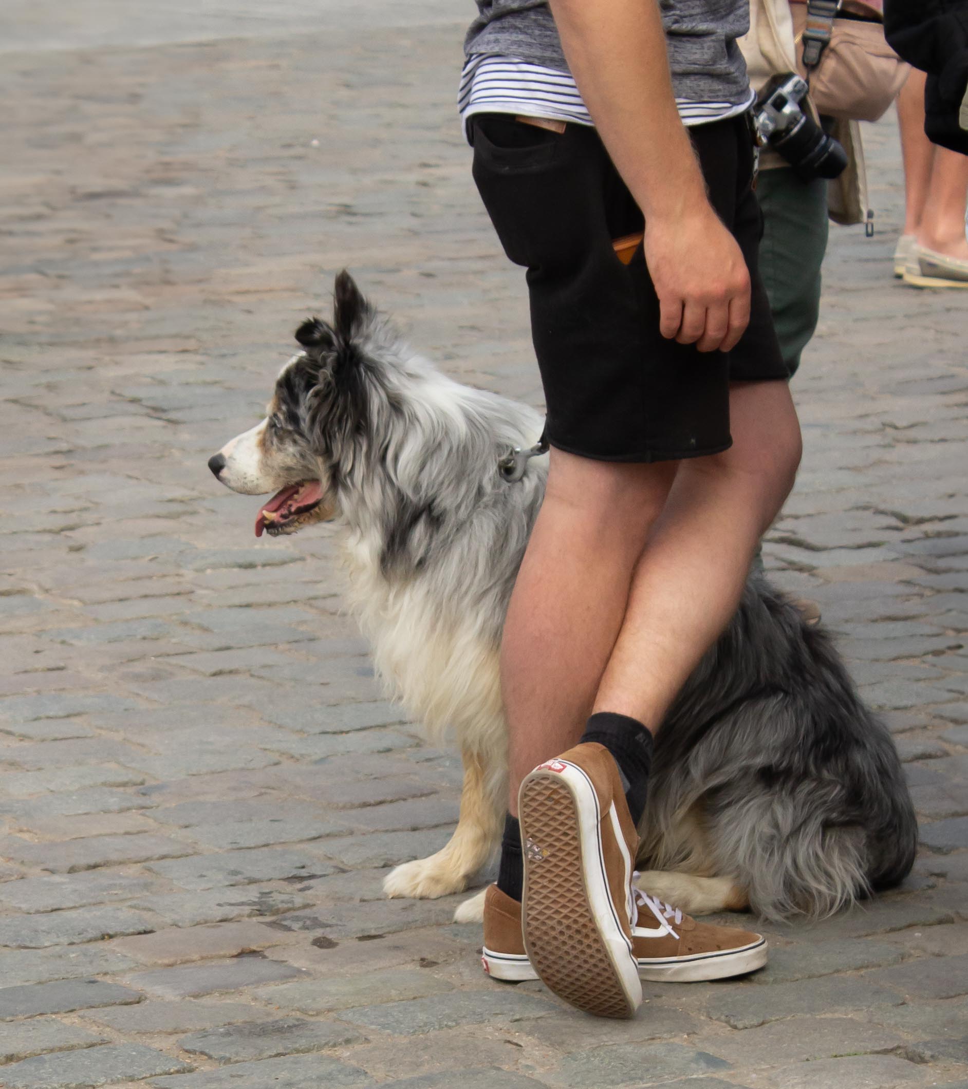 foto van hond